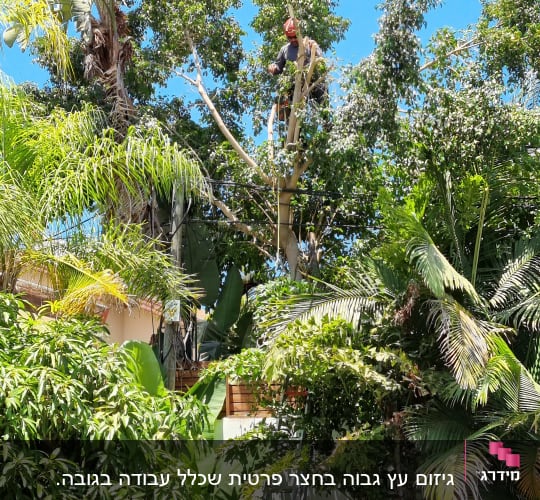 אדם גוזם עץ גבוה עם קסדה וסולם